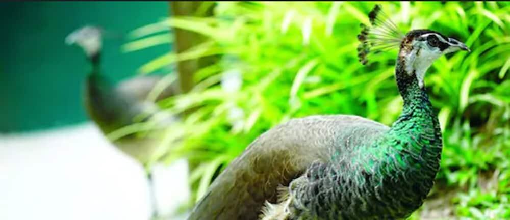 Avillion Port Dickson Hotel Exterior photo The green-winged macaw's wing feathers are a distinctive green color.